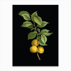 Vintage Briancon Apricot Botanical Illustration on Solid Black n.0883 Canvas Print