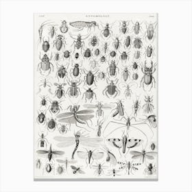 Entomology, Oliver Goldsmith Canvas Print