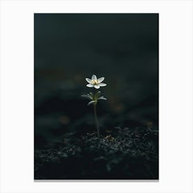 Single Flower In The Dark 32 Canvas Print