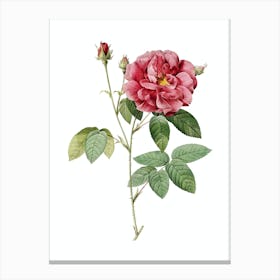 Vintage French Rose Botanical Illustration on Pure White n.0199 Canvas Print