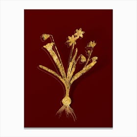 Vintage Scilla Amoena Botanical in Gold on Red Canvas Print