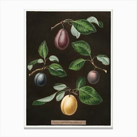 Plums 4 Canvas Print