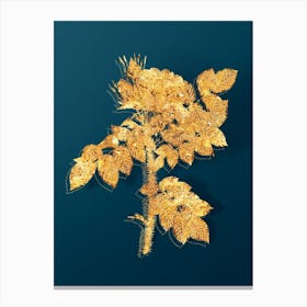 Vintage Kamtschatka Rose Botanical in Gold on Teal Blue n.0066 Canvas Print