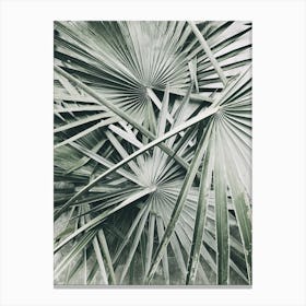 Palm Leaves 1 Canvas Print