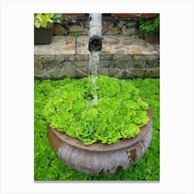 Water Fountain In The Garden Canvas Print