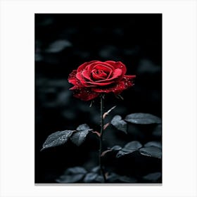 Dark Rose 81 Canvas Print