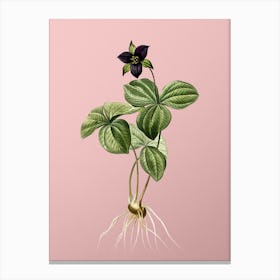 Vintage Trillium Rhomboideum Botanical on Soft Pink n.0796 Canvas Print
