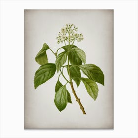 Vintage Climbing Hydrangea Botanical on Parchment n.0742 Canvas Print