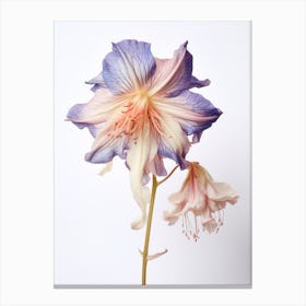 Pressed Wildflower Botanical Art Wild Columbine 2 Canvas Print