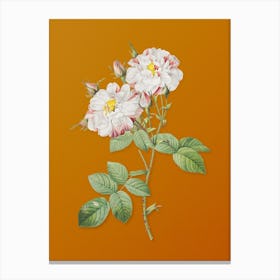 Vintage White Damask Rose Botanical on Sunset Orange n.0048 Canvas Print
