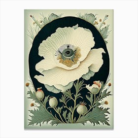 Matilija Poppy Wildflower Vintage Botanical 1 Canvas Print