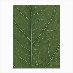 Green Hibiscus Leaf Look Real Close Canvas Print