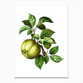 Vintage Apple Botanical Illustration on Pure White n.0176 Canvas Print