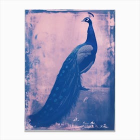Pink & Blue Peacock Cyanotype Style 3 Canvas Print