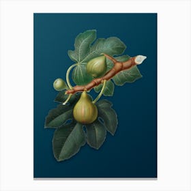 Vintage Fig Botanical Art on Teal Blue n.0700 Canvas Print