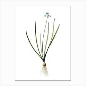 Vintage Spring Squill Botanical Illustration on Pure White n.0659 Canvas Print