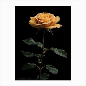 Single Yellow Rose Isolated On Black Background Canvas Print