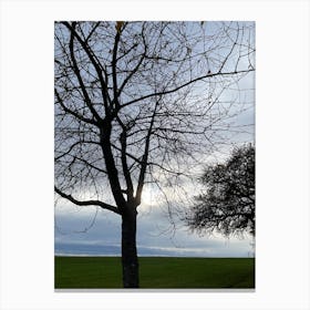 Bare Tree Canvas Print