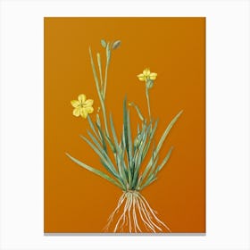 Vintage Yellow Eyed Grass Botanical on Sunset Orange n.0742 Canvas Print