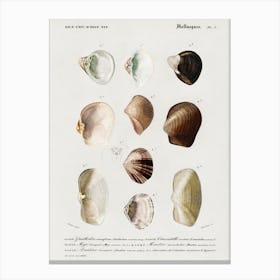 Different Types Of Mollusks, Charles Dessalines D' Orbigny 1 Canvas Print