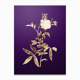 Gold Botanical White Rose of York on Royal Purple n.4929 Canvas Print