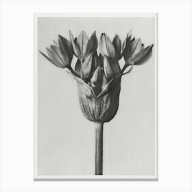 Allium Ostroroskianum, Karl Blossfeldt Canvas Print