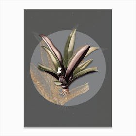 Vintage Botanical Boat Lily on Circle Gray on Gray n.0226 Canvas Print