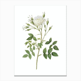 Vintage White Rose of Rosenberg Botanical Illustration on Pure White n.0666 Canvas Print