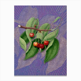Vintage Cherry Botanical Illustration on Veri Peri n.0703 Canvas Print