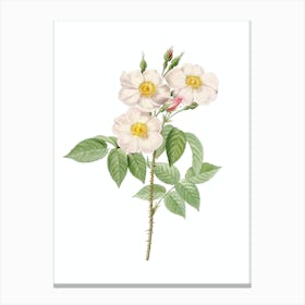 Vintage Rose of Castile Botanical Illustration on Pure White n.0184 Canvas Print