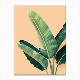 Banana Leaf On A Beige Background Canvas Print