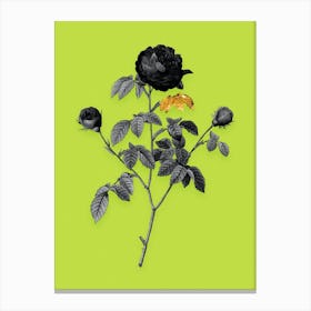 Vintage Agatha Rose in Bloom Black and White Gold Leaf Floral Art on Chartreuse n.0990 Canvas Print