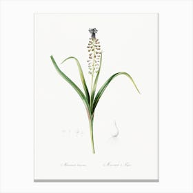 Grape Hyacinth, Pierre Joseph Redoute Canvas Print