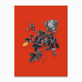 Vintage Dwarf Damask Rose Black and White Gold Leaf Floral Art on Tomato Red n.0905 Canvas Print