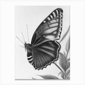 Black Swallowtail Butterfly Greyscale Sketch 3 Canvas Print