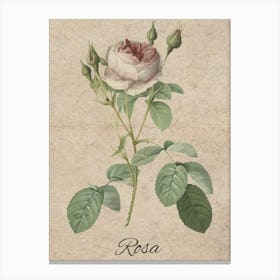 Rosa rustic Canvas Print