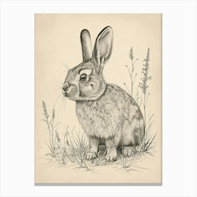 Californian Rabbit Drawing 4 Canvas Print