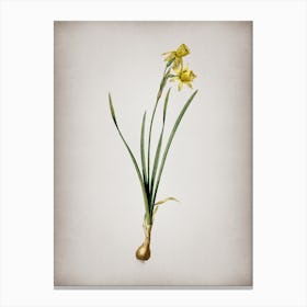 Vintage Narcissus Calathinus Botanical on Parchment n.0459 Canvas Print