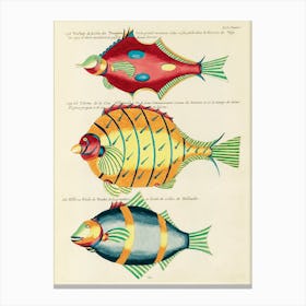 Colourful And Surreal Illustrations Of Fishes Found In Moluccas (Indonesia) And The East Indies, Louis Renard(3) Canvas Print