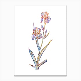 Stained Glass Elder Scented Iris Mosaic Botanical Illustration on White n.0208 Canvas Print
