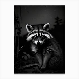Raccoon At Night Canvas Print