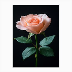 Pink Rose Isolated On Black Background 14 Canvas Print