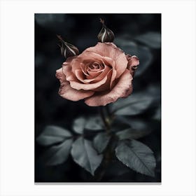 Dark Rose 85 Canvas Print