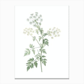 Vintage Hemlock Flowers Botanical Illustration on Pure White n.0690 Canvas Print