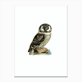 Vintage Boreal Owl Bird Illustration on Pure White Canvas Print