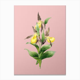 Vintage Sabot des Alpes Botanical on Soft Pink Canvas Print