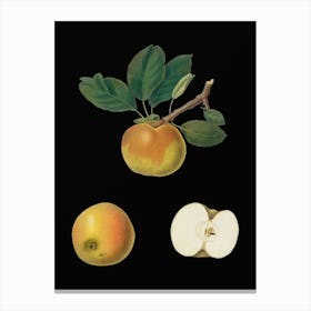 Adahd Vintage Apple Botanical Illustration On Solid Black N Canvas Print