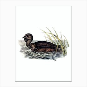 Vintage Musk Duck Bird Illustration on Pure White n.0354 Canvas Print