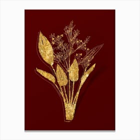 Vintage European Water Plantain Botanical in Gold on Red n.0358 Canvas Print
