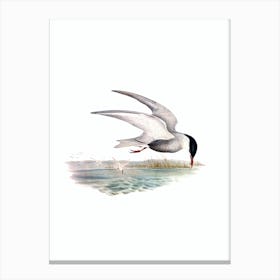 Vintage Marsh Tern Bird Illustration on Pure White n.0214 Canvas Print